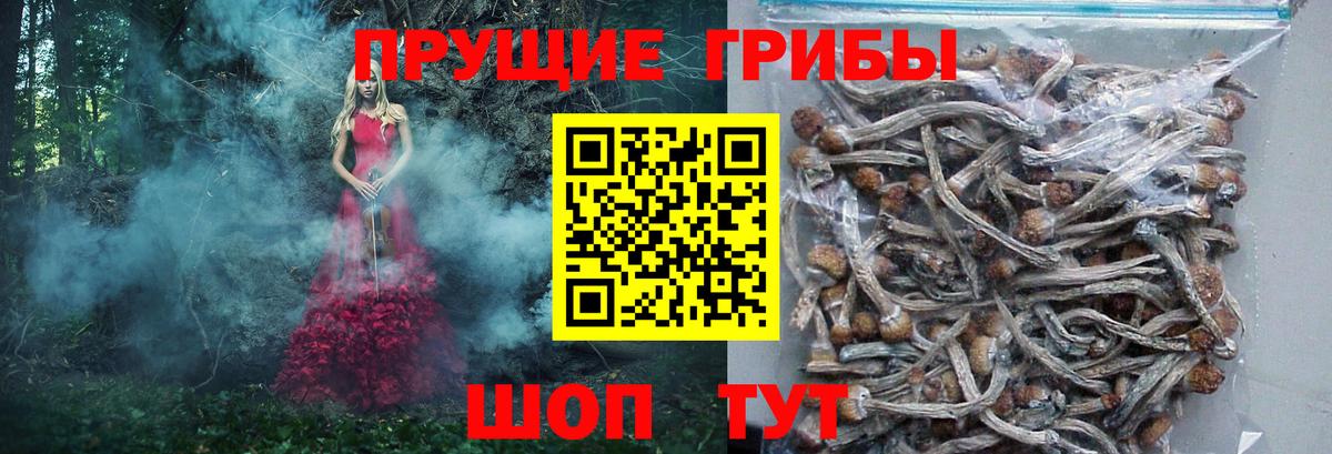 Псилоцибиновые грибы Cubensis  Вход с VPN  Гатчина 